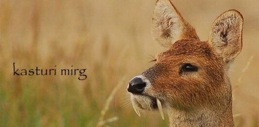 kasturi mirg